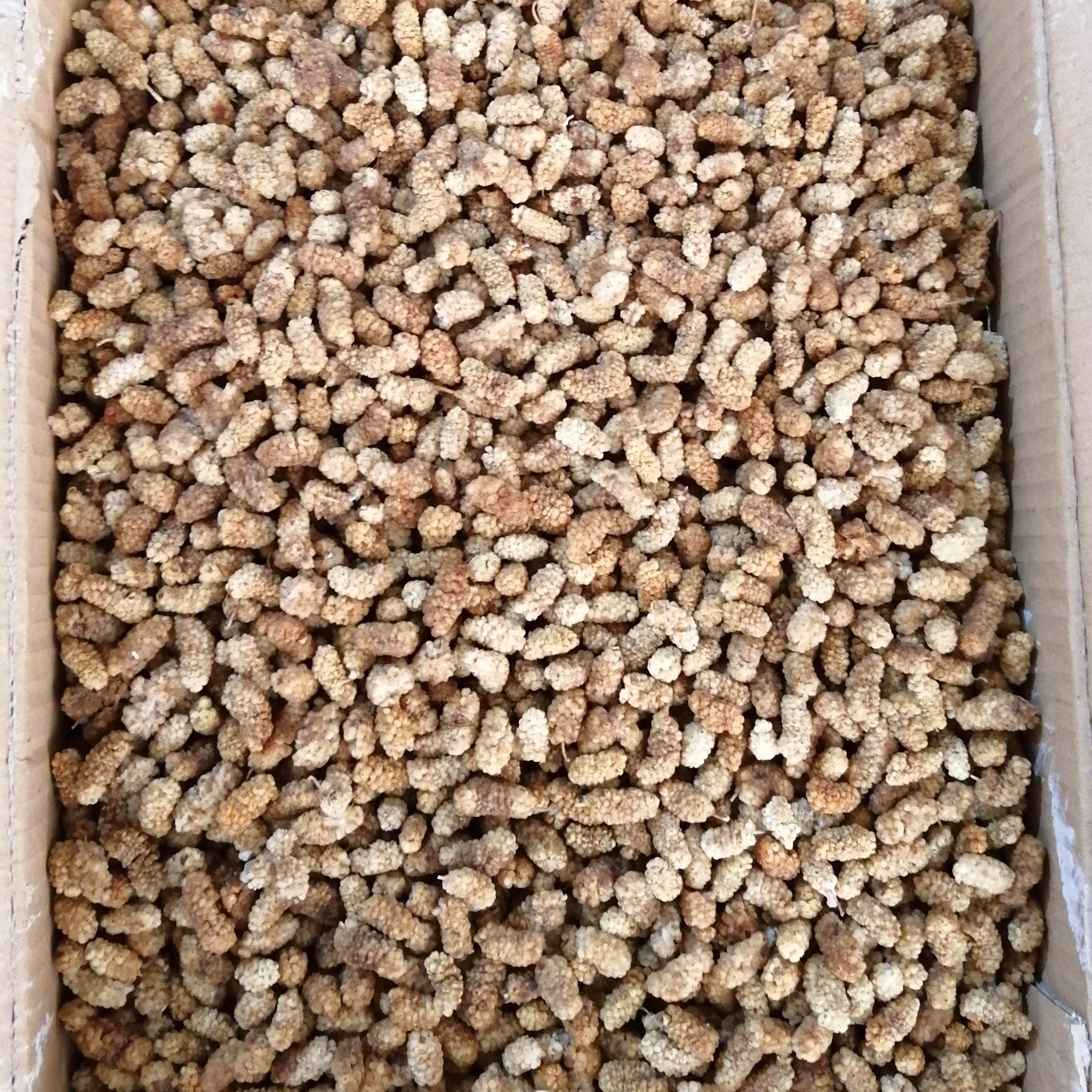 توت خشک یزد 5 کیلویی عمده