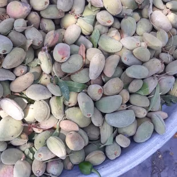 بادام با پوست سبز شش کیلو گرمی