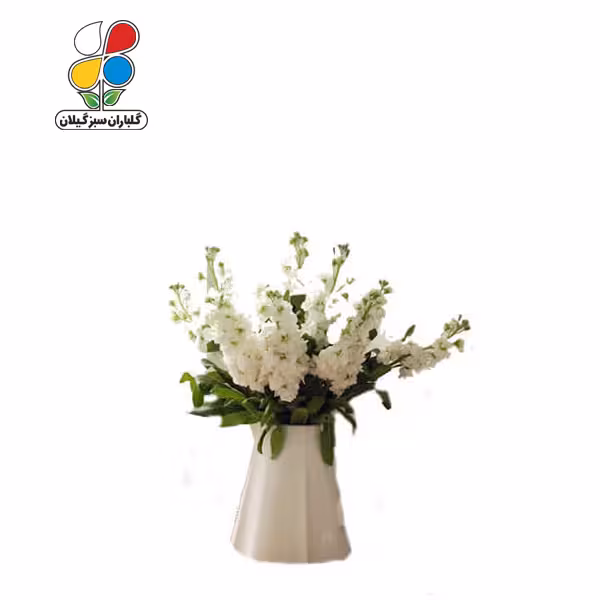 بذر گل شب بو بسته بندی کوچک