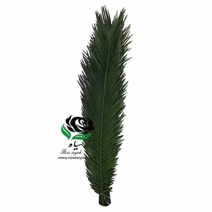 برگ سیکاس (بلند)