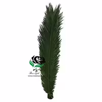 برگ سیکاس (بلند)