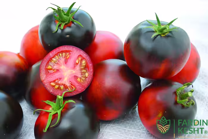 بذر گوجه فرنگی سیب نیلی آمریکایی بسته 10 عددی