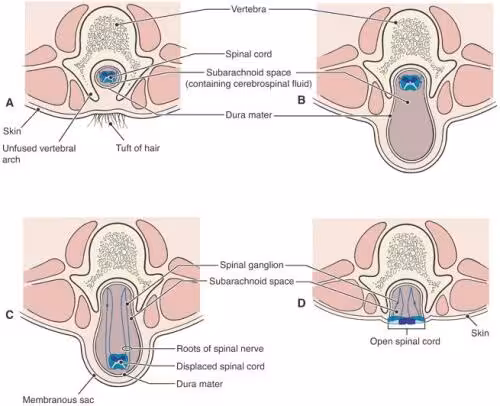 خرید و دانلود نسخه کامل کتاب Fundamental Anatomy