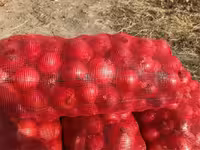 توری پیاز قرمز رنگ با ارتفاع 120