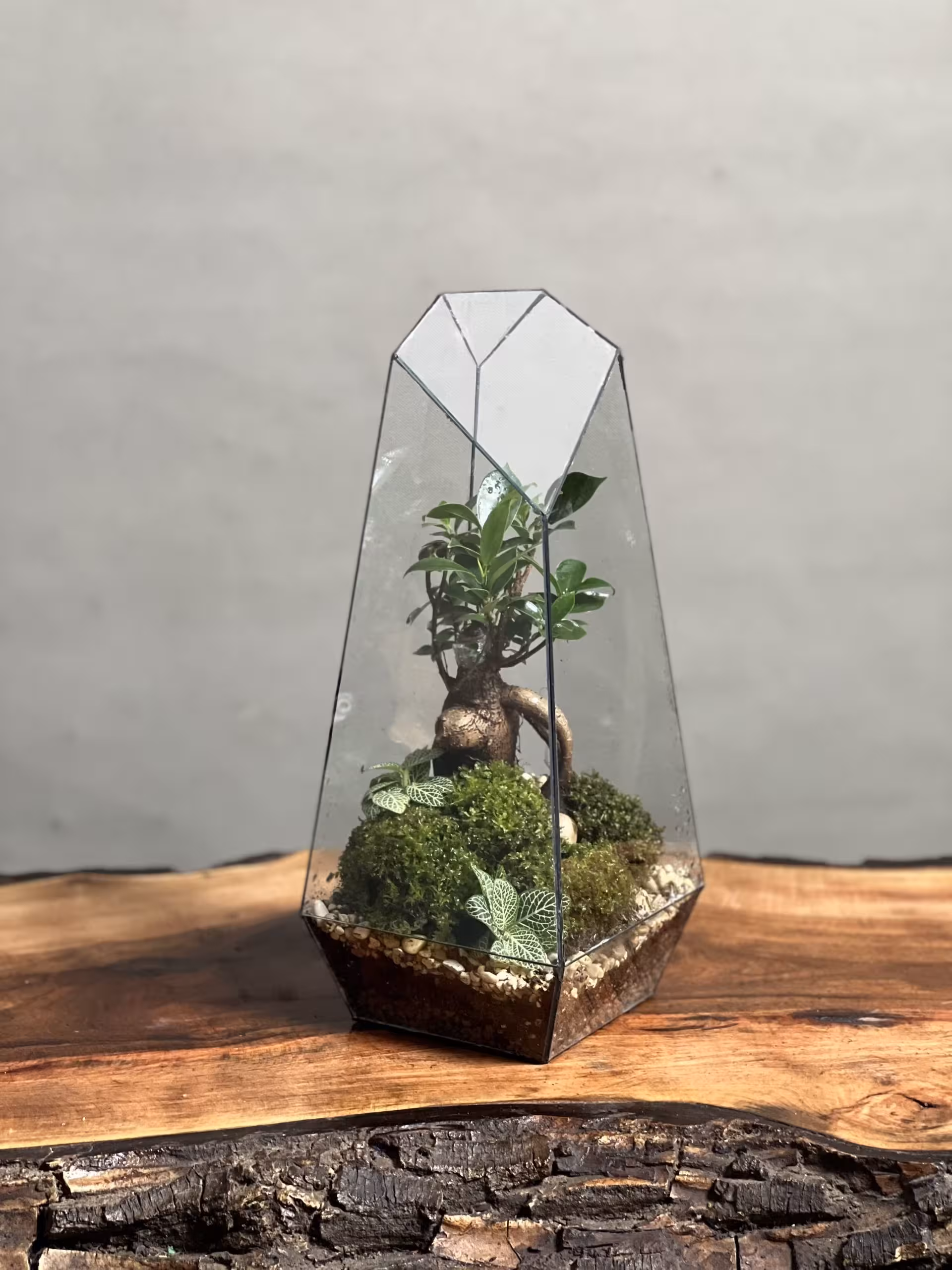 خرید تراریوم بنسای فیکوس طرح طبیعت 35 Cm ارسال فوری به تهران و سراسر ایران