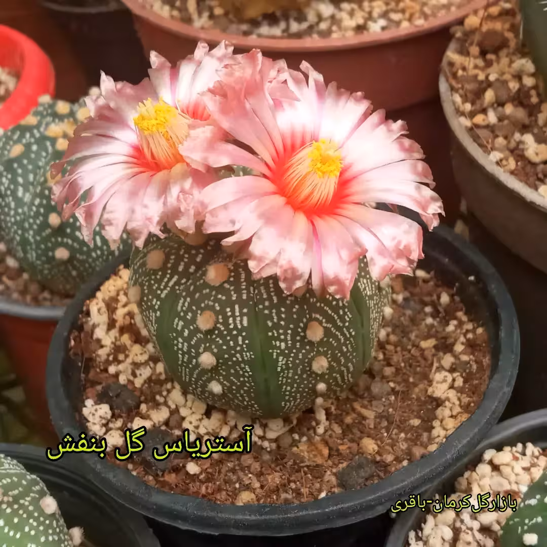 بذر آستریاس گل بنفش( کاکتوس،گیاه)