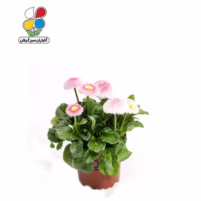 بذر گل مینا چمنی بسته بندی بزرگ