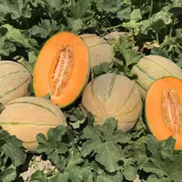 بذر خربزه ملون درنیان
