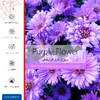 برچسب پوششی ماهوت مدل Purple-Flower مناسب برای گوشی موبایل سامسونگ Galaxy M52 5G
