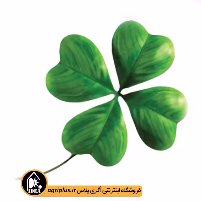 بذر شبدر خوراکی بسته بندی خانگی