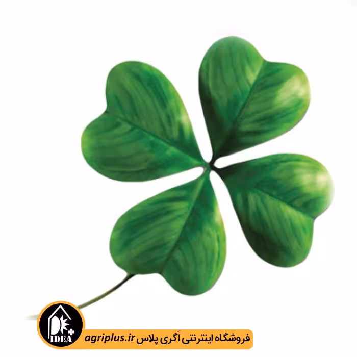 بذر شبدر خوراکی بسته بندی خانگی