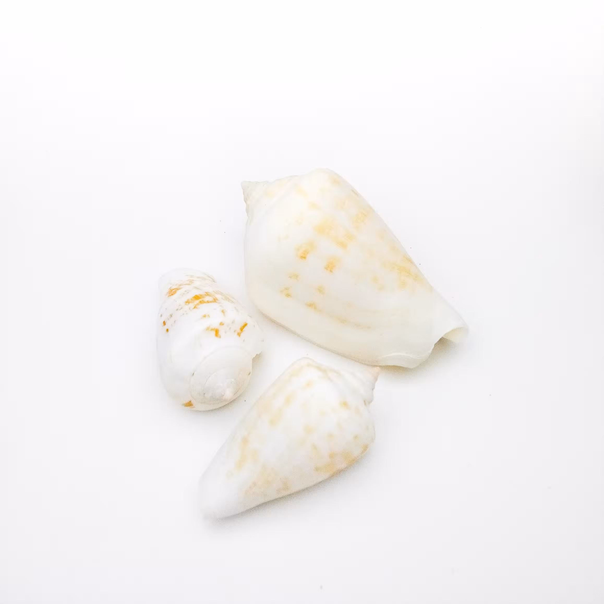 صدف طبیعی کد 2 (بسته 50 گرمی)