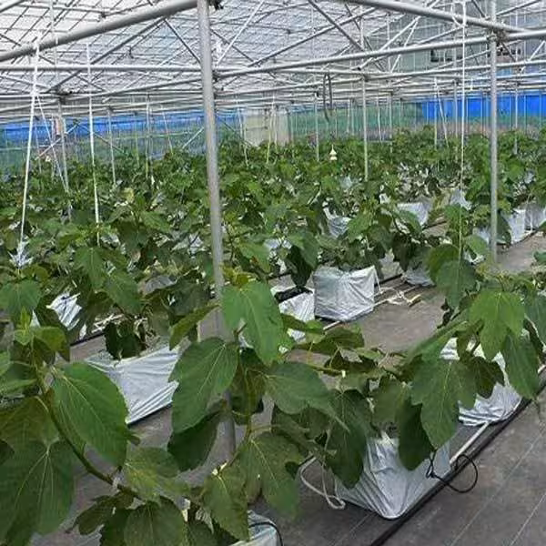 کشت هیدروپونیک گلخانه ای گیاهان شاخه بریده