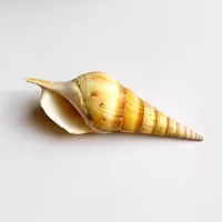 صدف طبیعی بزرگ shell 3017