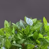گل مصنوعی مدل بوته برگ لمسی طرح گردو