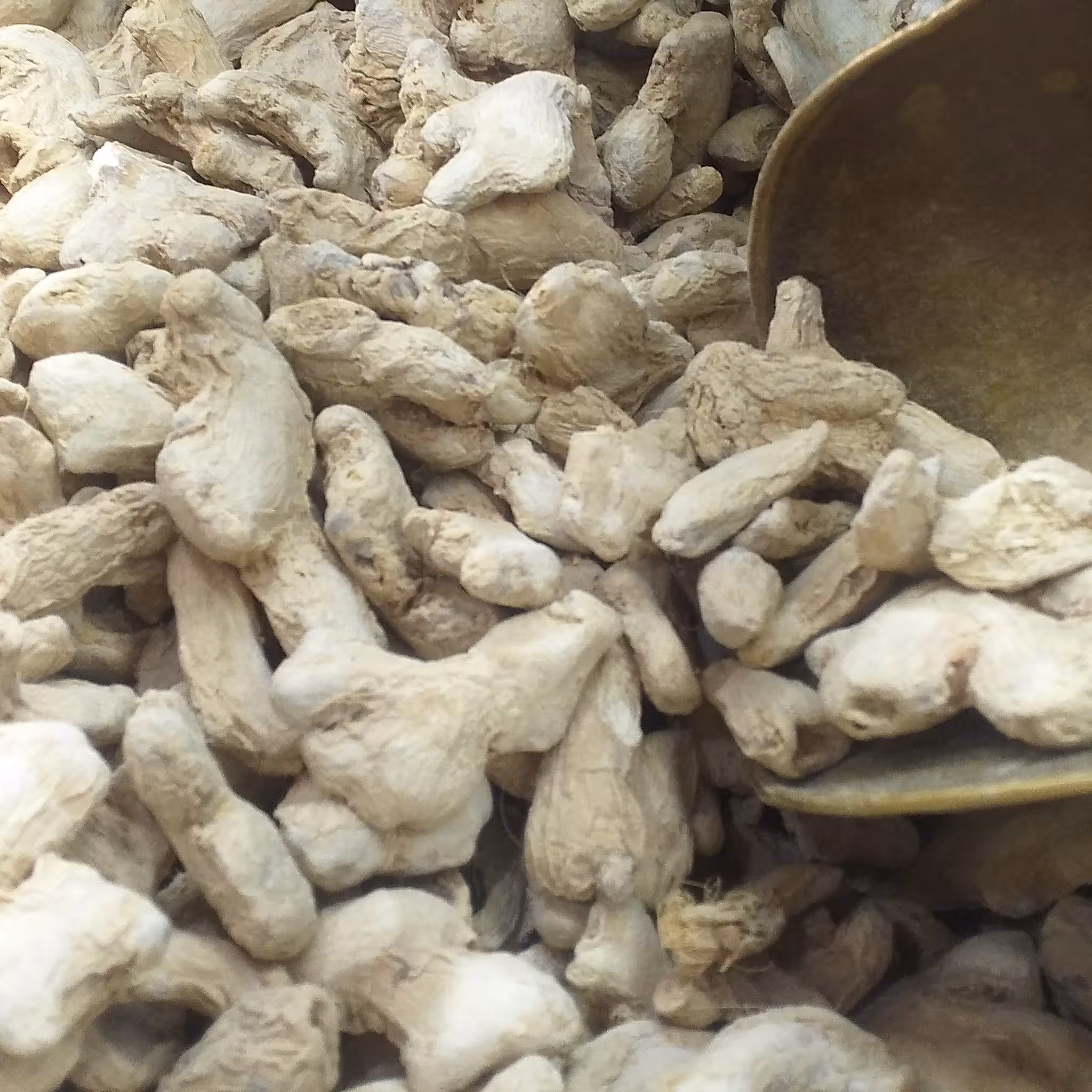 چوب زنجبیل تازه 100گرمی هندی رنگ روشن و عطر زیاد 