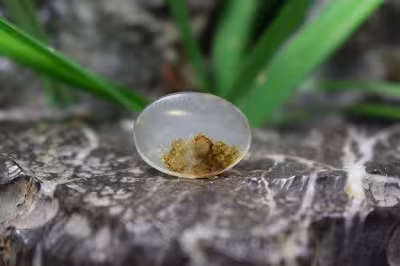 عقیق شجر برزیل