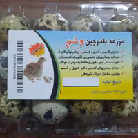 مزرعه بلدرچین وشم (تخم بلدرچین پک 12 عددی) وشم به گویش مازندرانی همان بلدرچین گفته میشه 