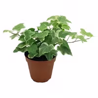 گل پاپیتال ( عشقه )