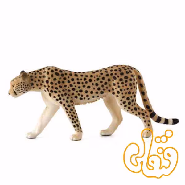 چیتا نر Cheetah Male 387197