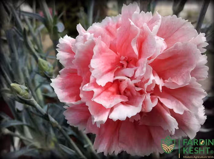 بذر گل میخک رز صد پر معطر گل درشت آمریکایی بسته 20 عددی
