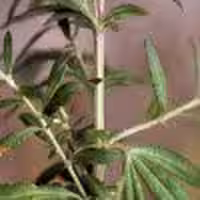 شاخه برنجاسف