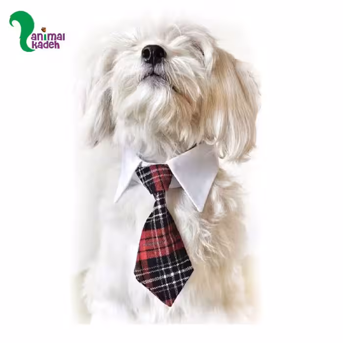 یقه و کروات مخصوص سگ و گربه (یقه سفید و کروات چهارخانه)