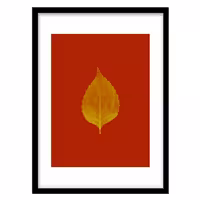 قیمت و خرید تابلو دکوراتیو مدل عکاسی مینیمال برگ کد 1217