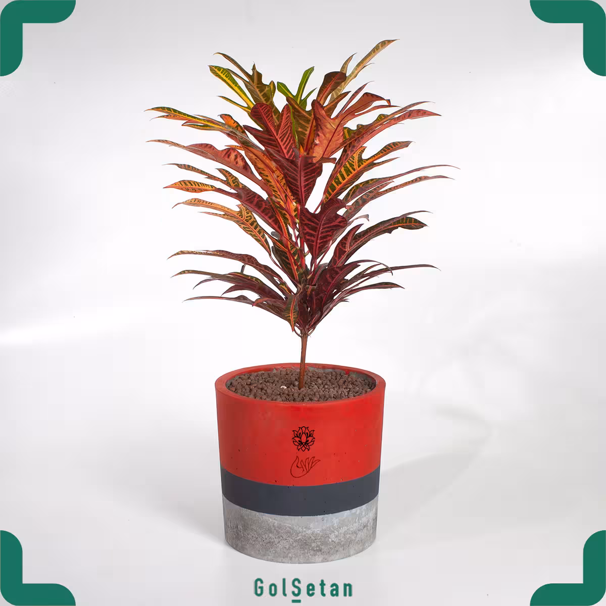 گیاه کروتون پترا با گلدان بتنی