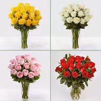 اشتراک گل رز هلندی