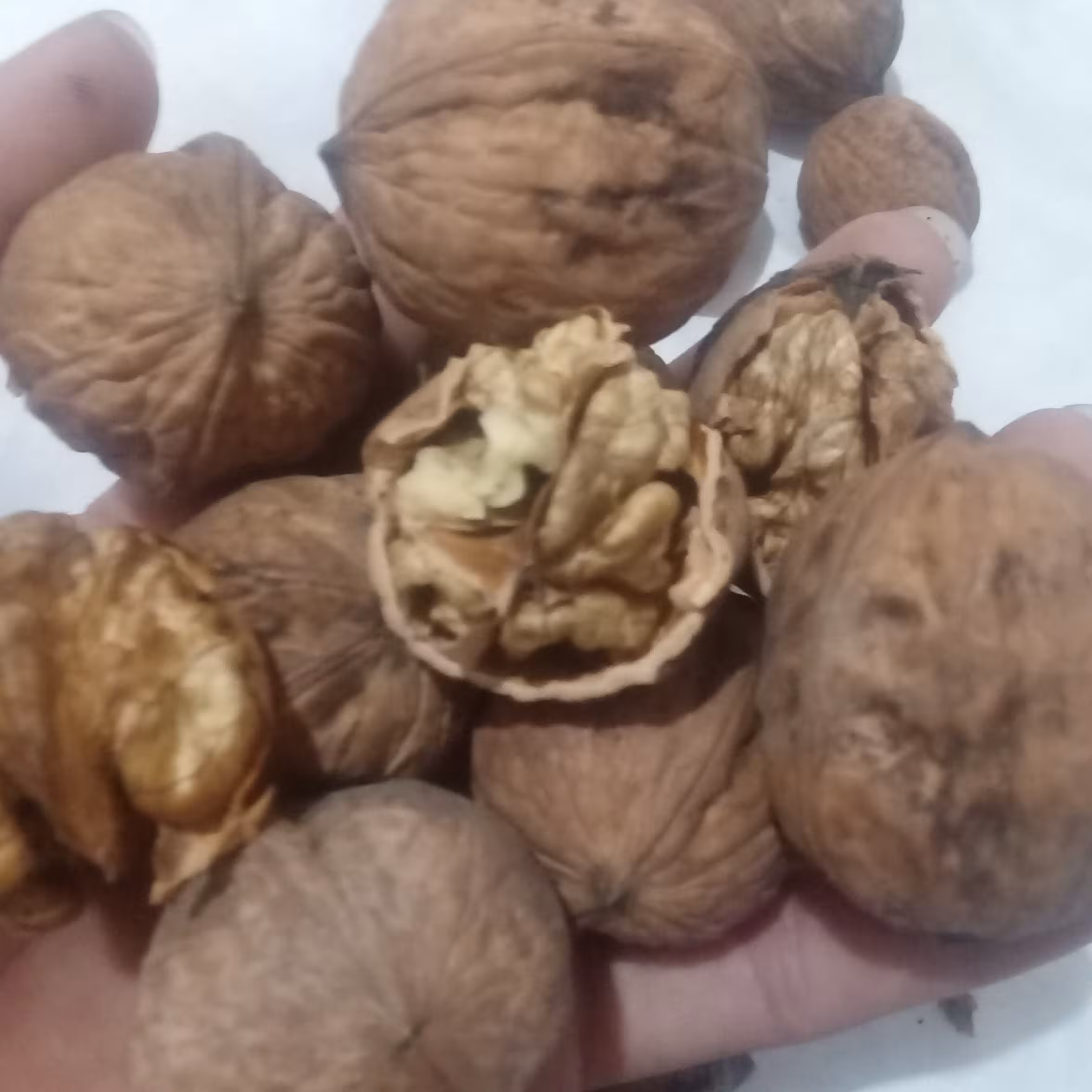 گردو پوست کاغذی درجه دو 1402-1000گرمی باغات ریشخور