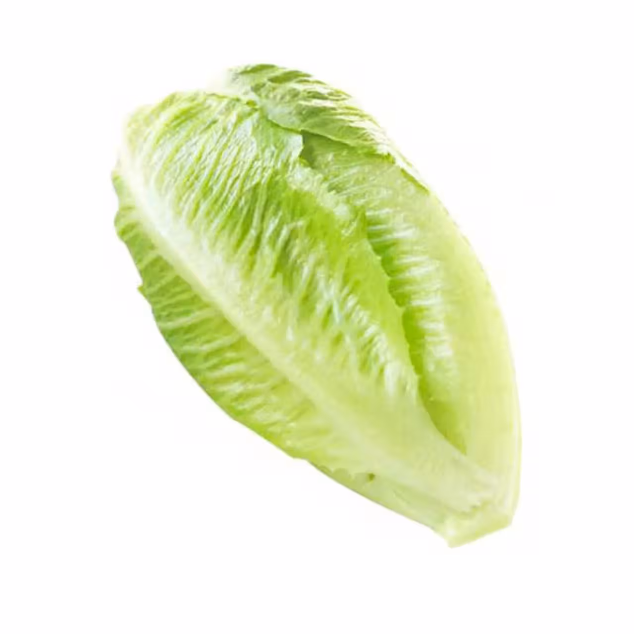 کاهو اصفهان درجه یک 1000 گرمی