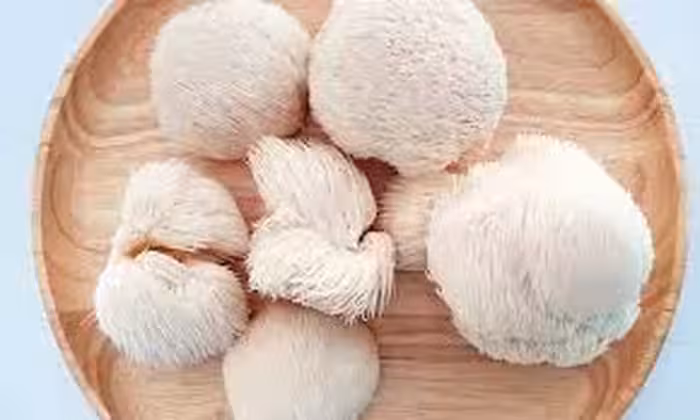 قارچ یال شیر (هریسیوم)100گرمی