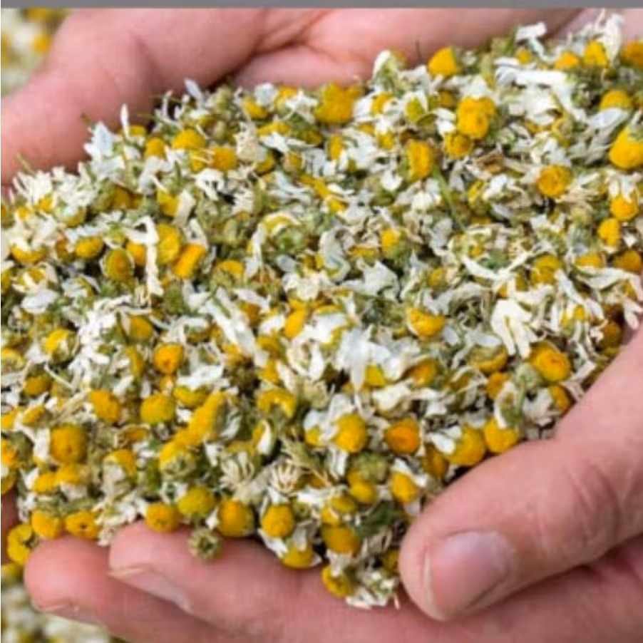 گل بابونه شیرازی (امسالی)