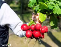بذر ترب قرمز گرد