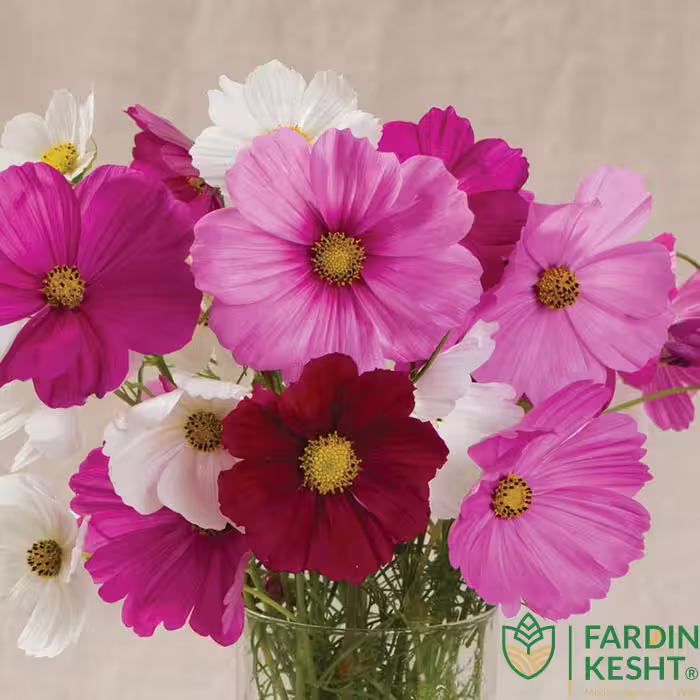 بذر گل ستاره ای پاکوتاه گلدانی رنگارنگ ایتالیایی بسته 50 عددی