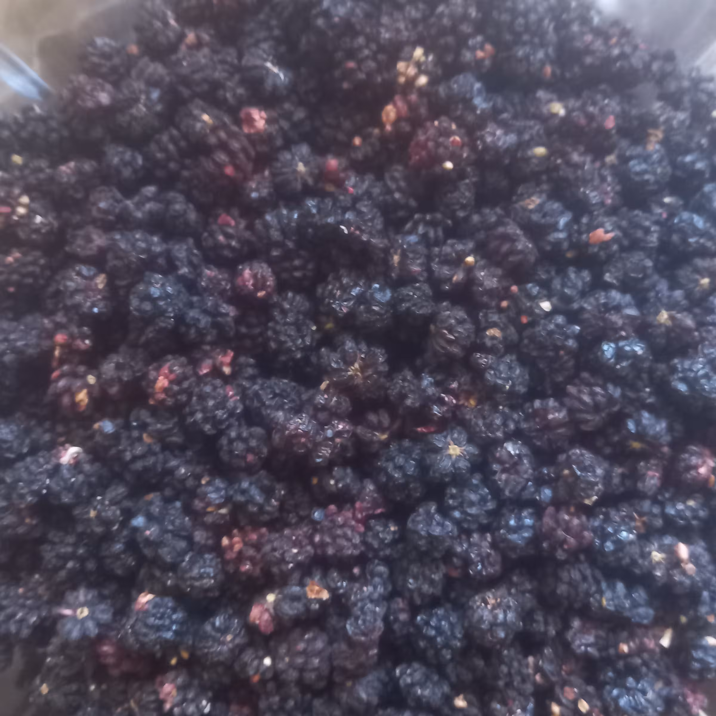 تمشک خشک تازه  وامسالی 