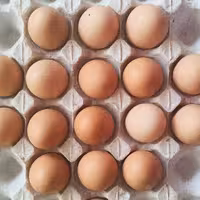 تخم مرغ محلی و رسمی برتر