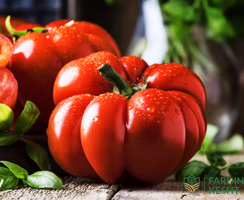 بذر گوجه فرنگی دلمه ای Red Rosso Sicilian بسته 10 عددی