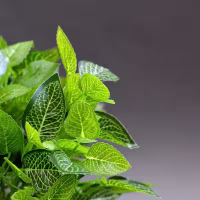 گل مصنوعی مدل بوته برگ لمسی طرح گردو
