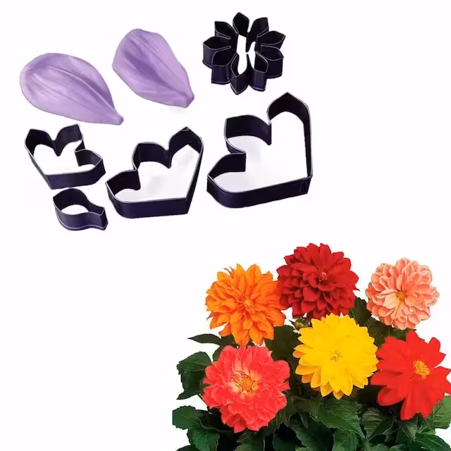 ست کاتر و وینر گل کوکب