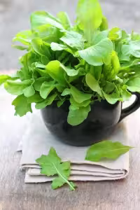 بذر راکولا شاهی ایتالیایی