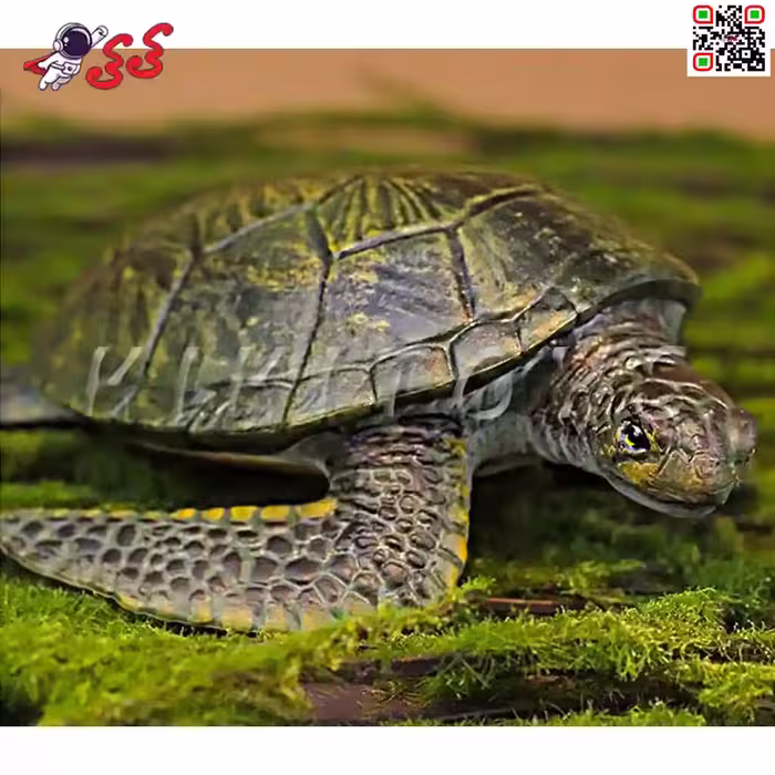 فیگور حیوانات ماکت لاک پشت دریایی بزرگ Fiqure of Turtle 459