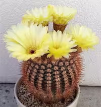 بذر نوتو کاکتوس شلوسری بسته 10 عددی