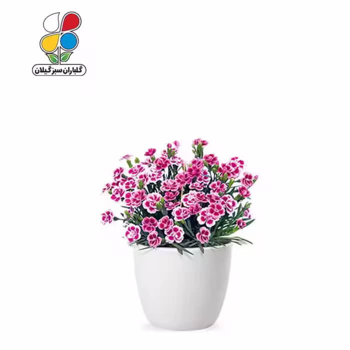 بذر گل میخک بسته بندی بزرگ