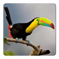 مگنت طرح توکان کد NIM118
