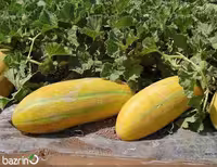 بذر خربزه مینو (مشهدی)