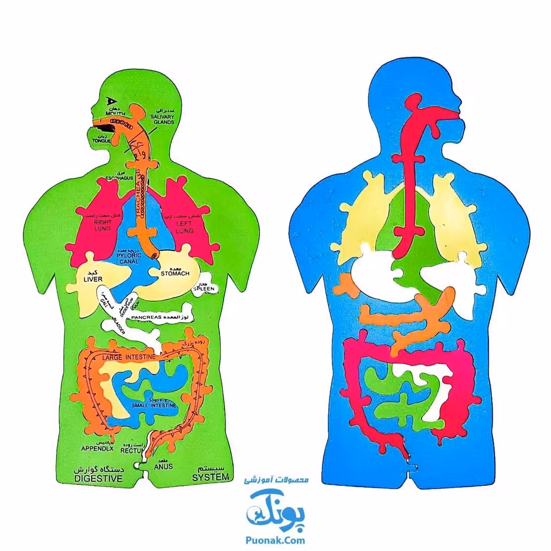 پازل فومی آموزشی شناخت آناتومی اعضای بدن انسان سایان