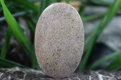 فسیل استخوان دایناسور