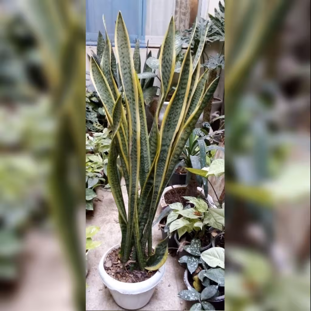 گل آپارتمانی سانسوریا ابلق شمشیری ده غلاف قد 80تا120